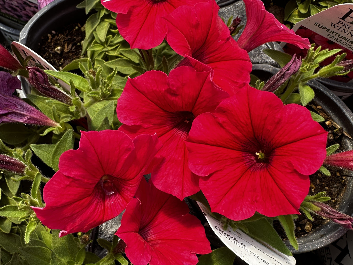 Petunia