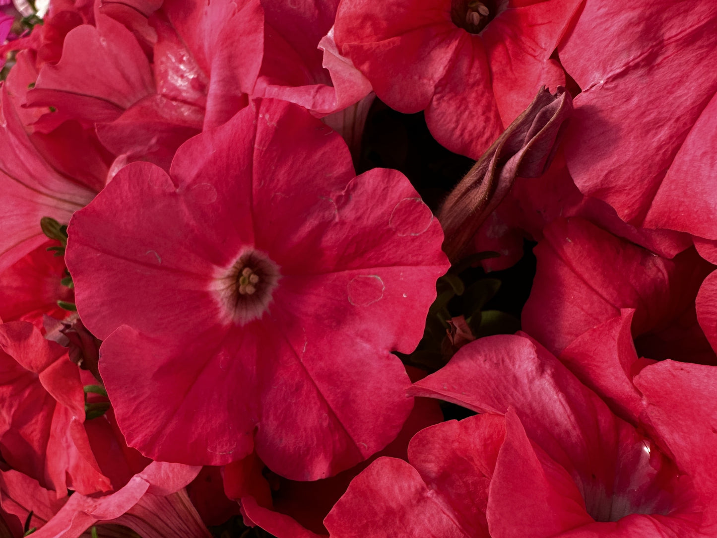Petunia