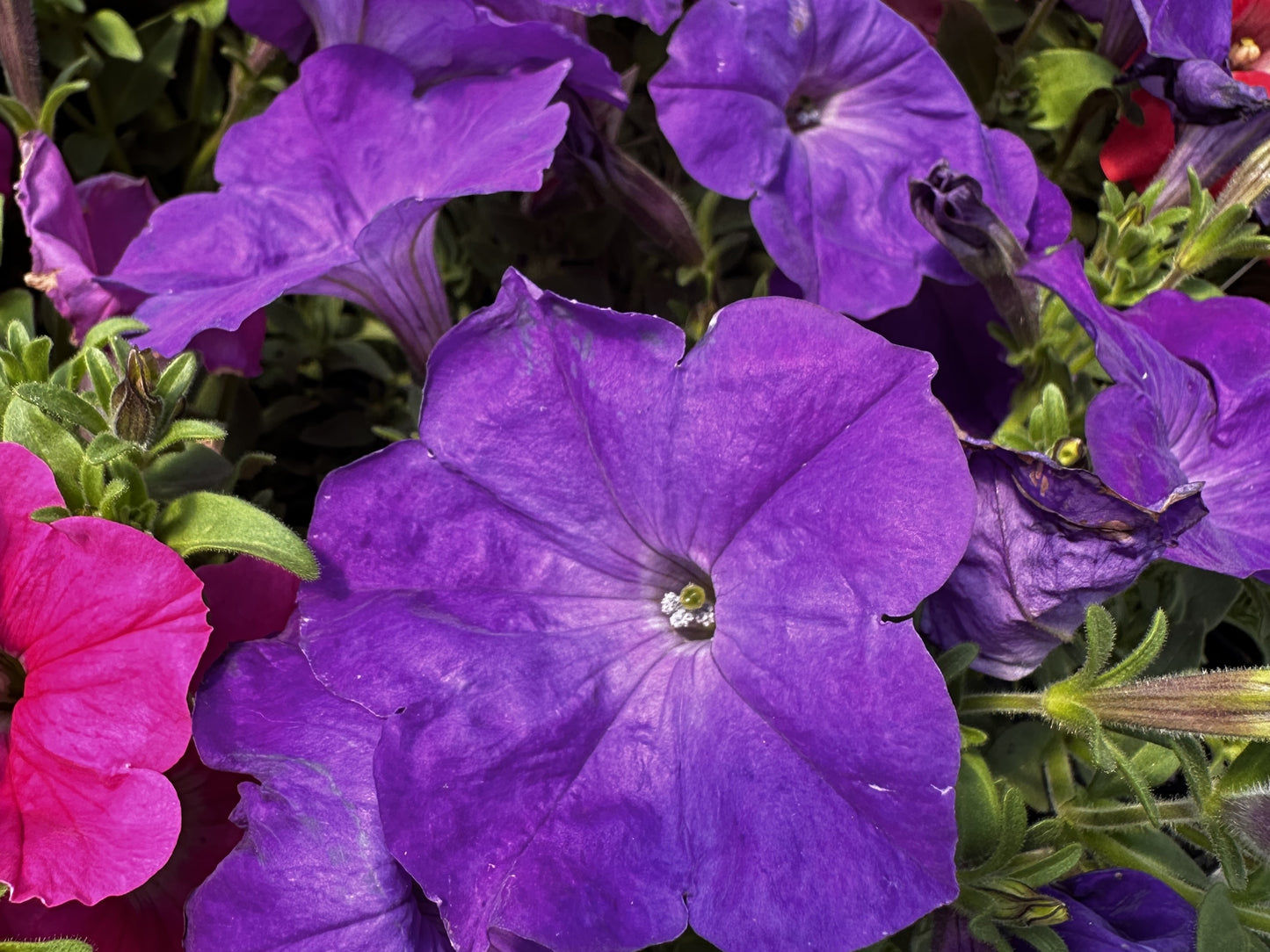 Petunia