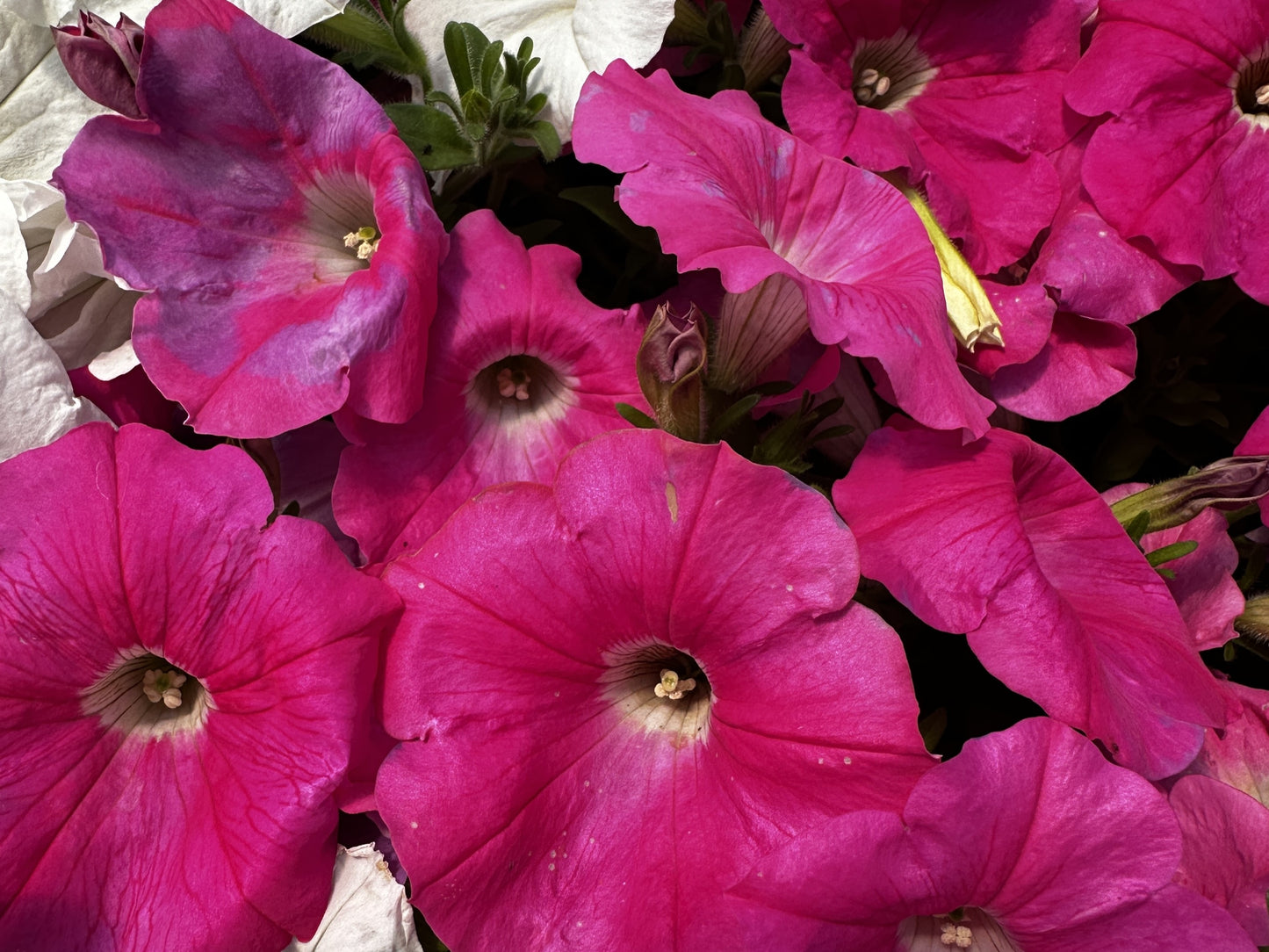 Petunia