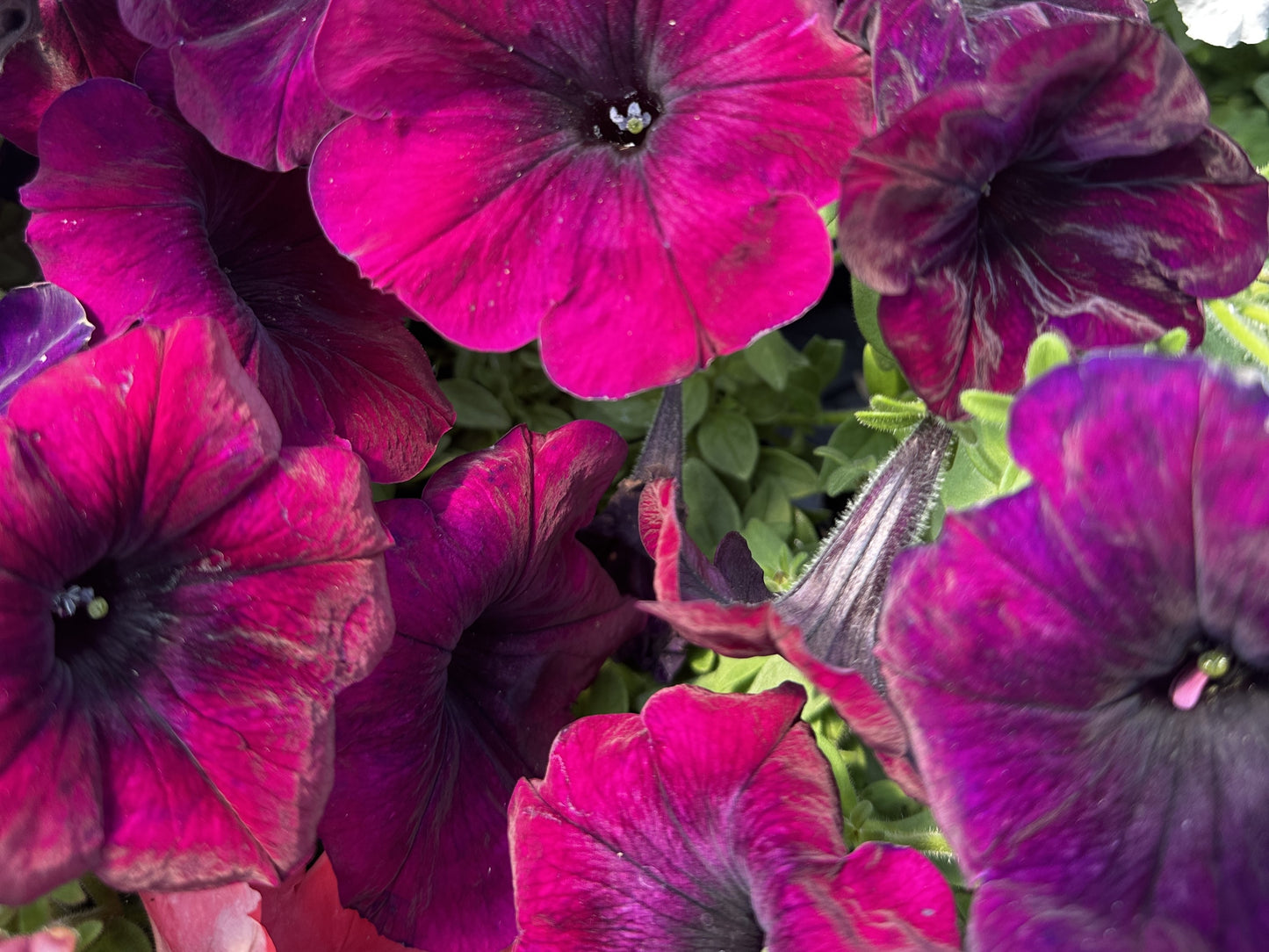 Petunia