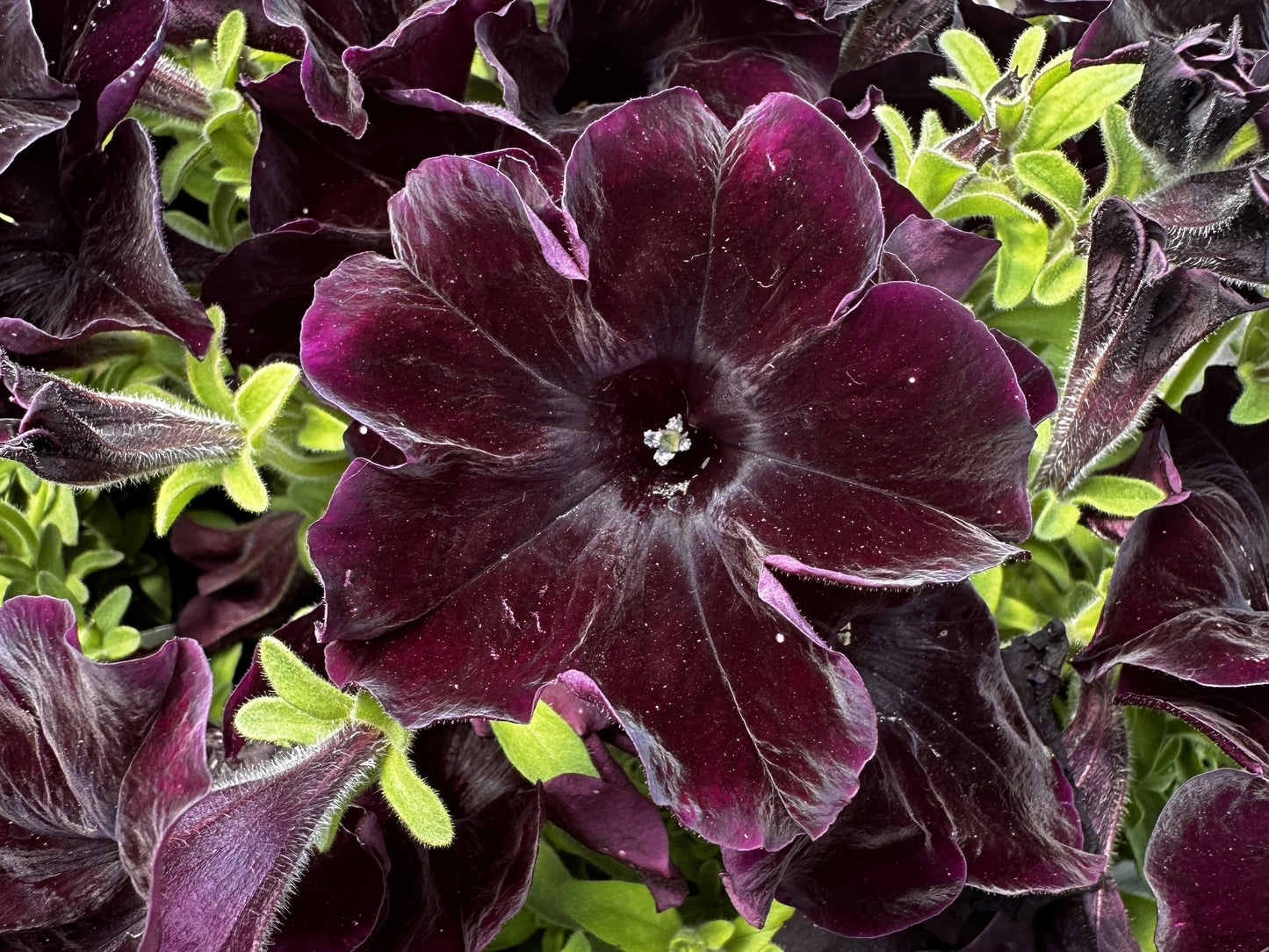 Petunia