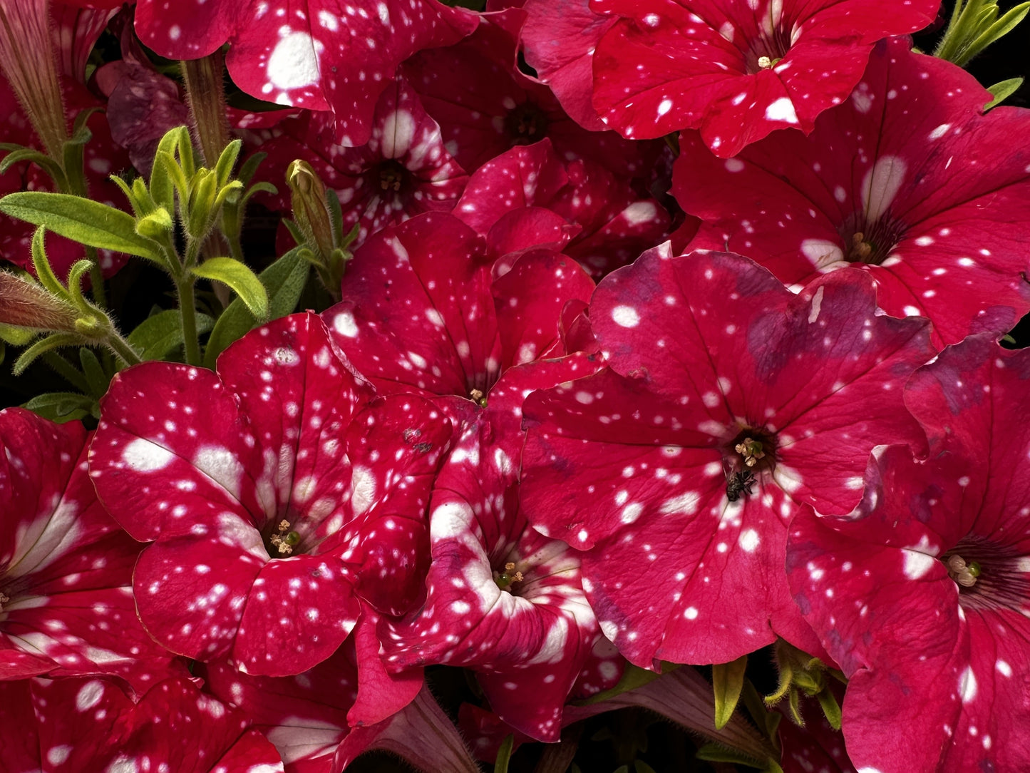 Petunia