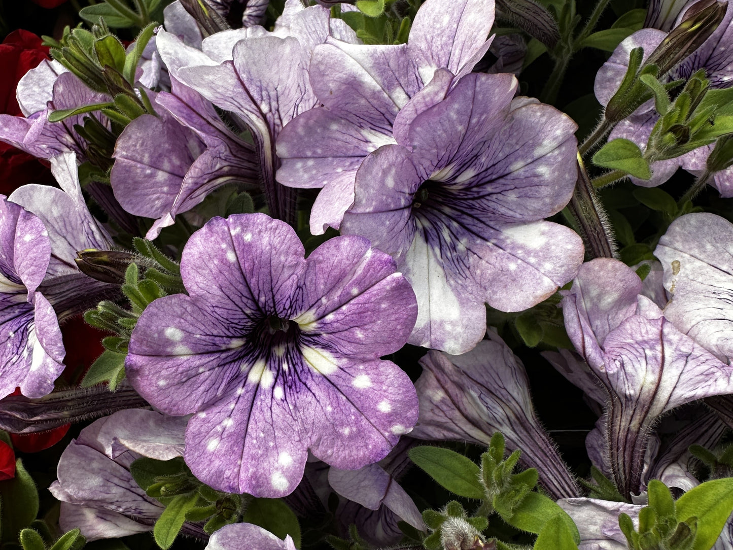 Petunia