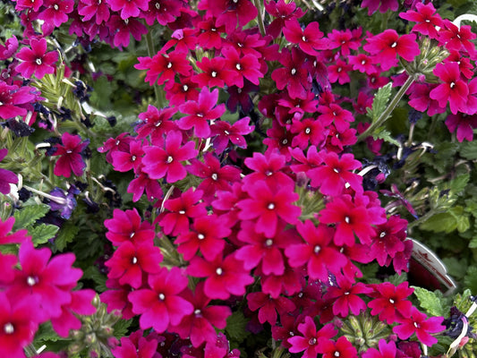 Phlox