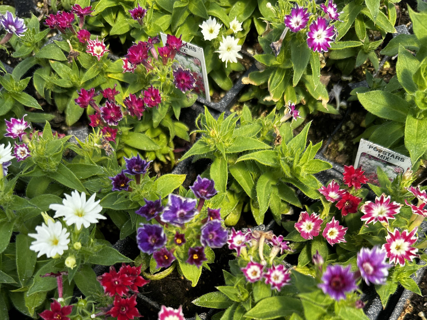 Pop Stars Phlox