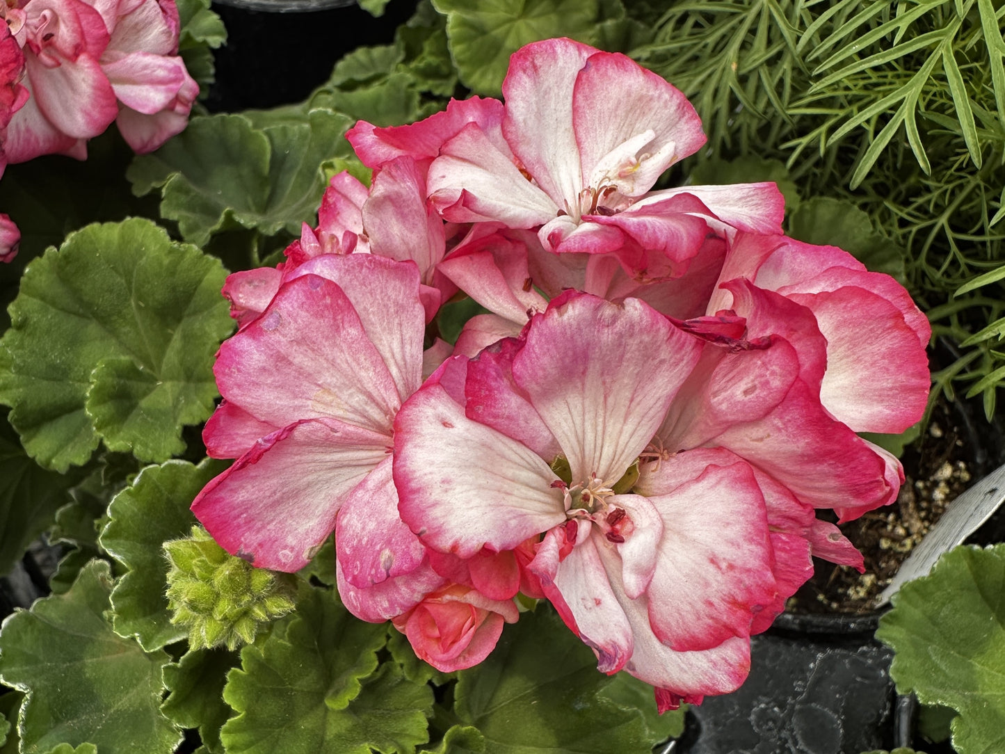 Geranium