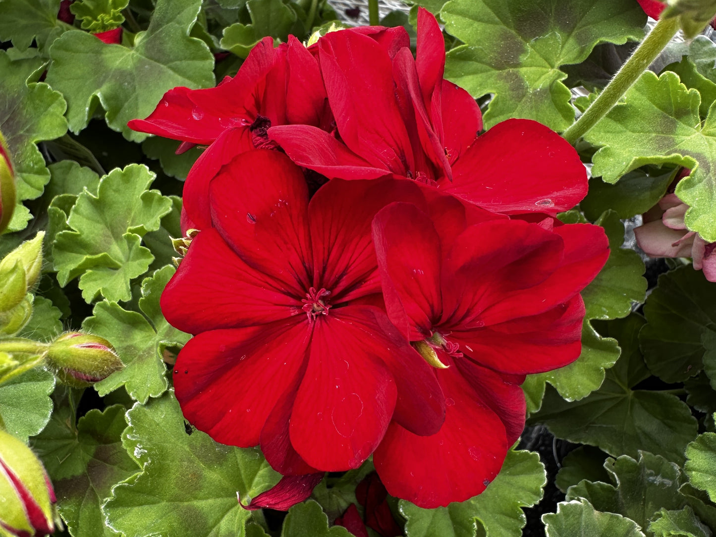 Geranium