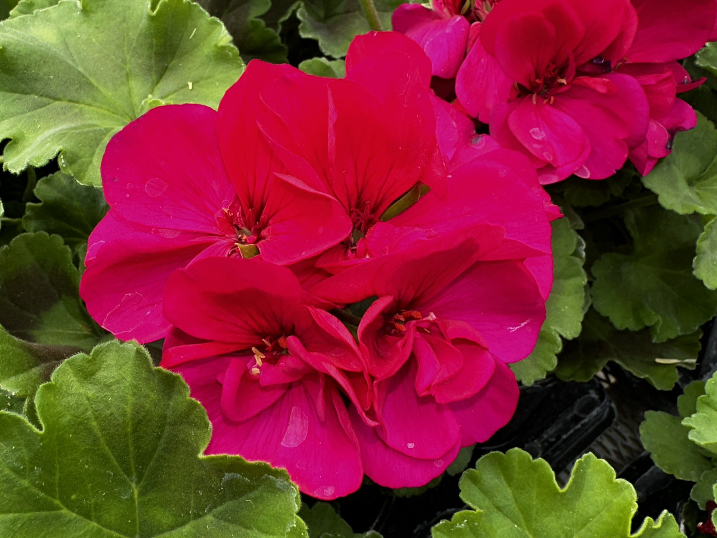 Geranium