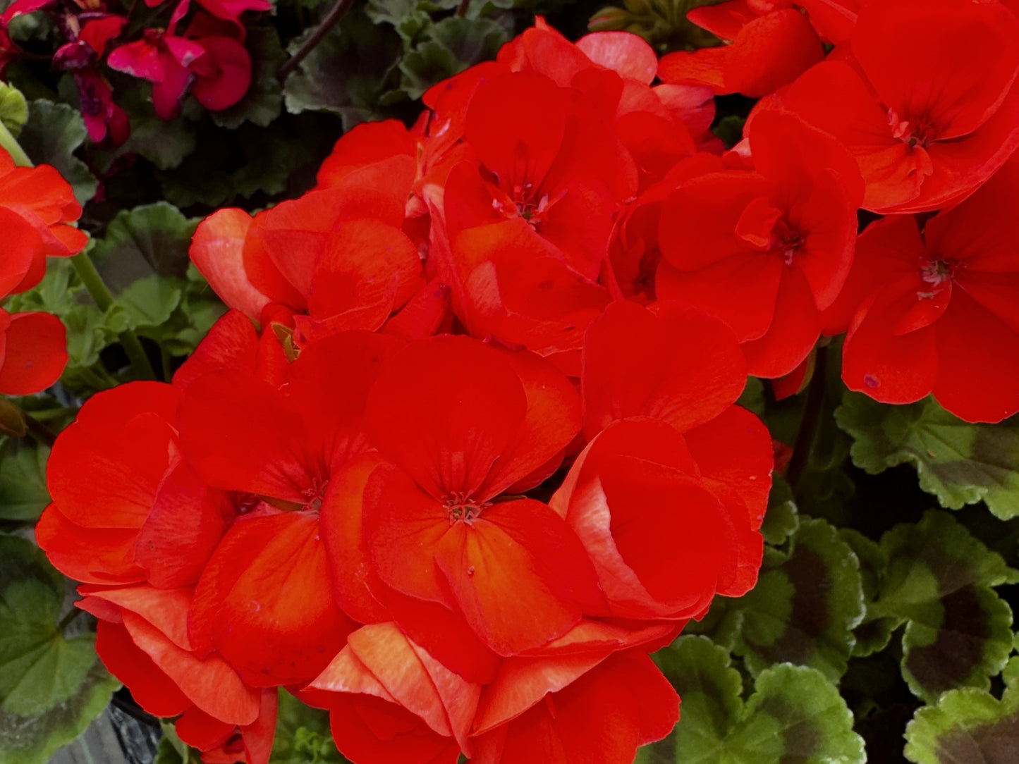 Geranium