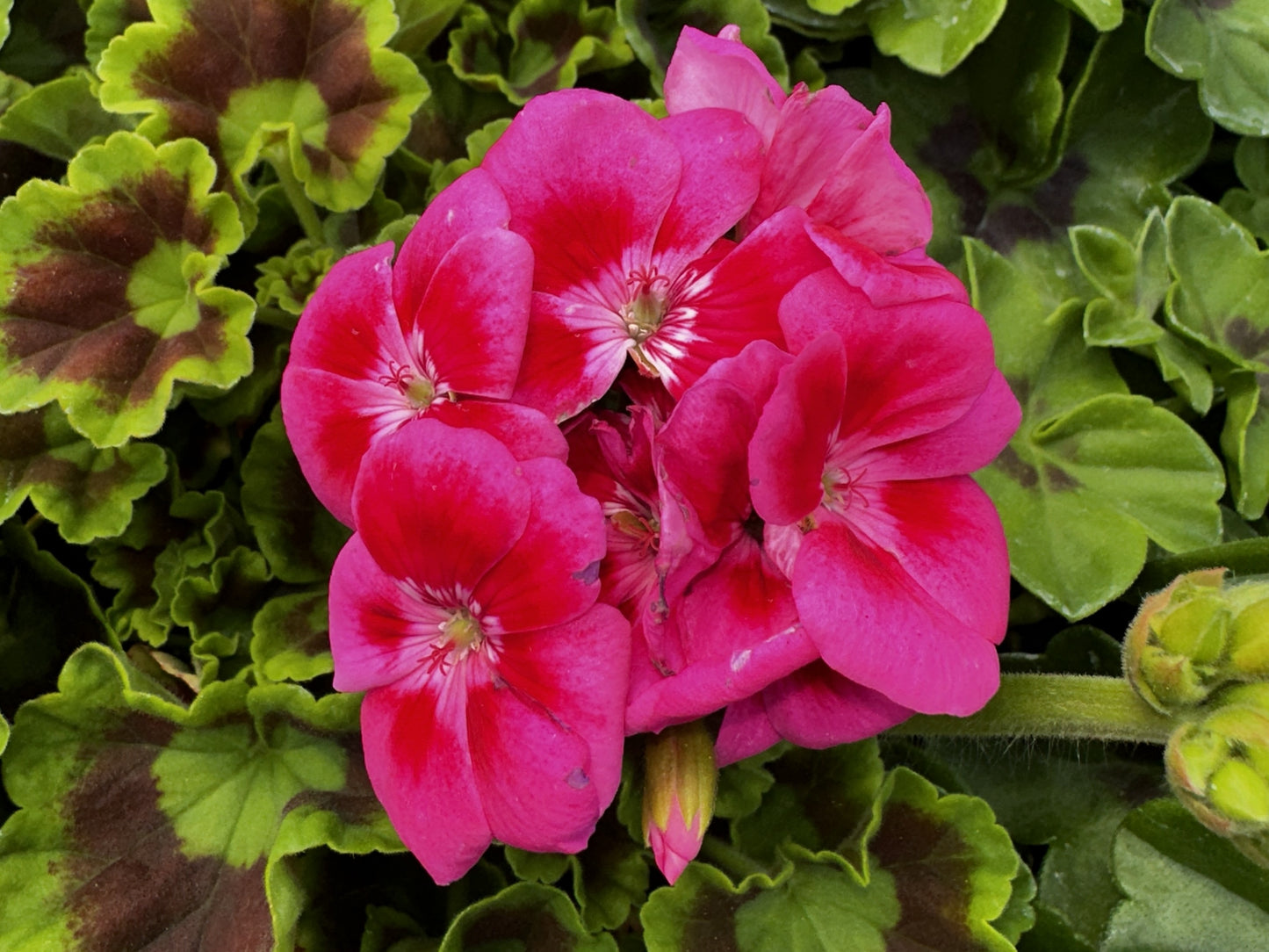 Geranium