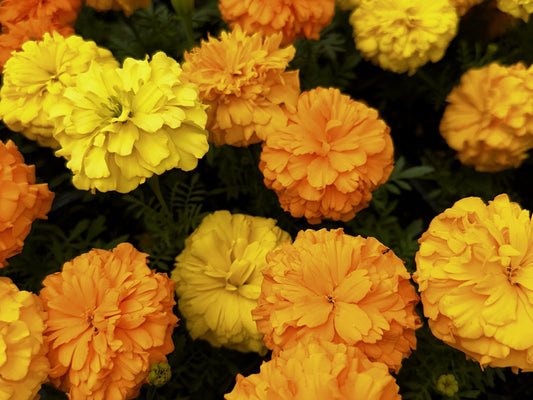 Marigold
