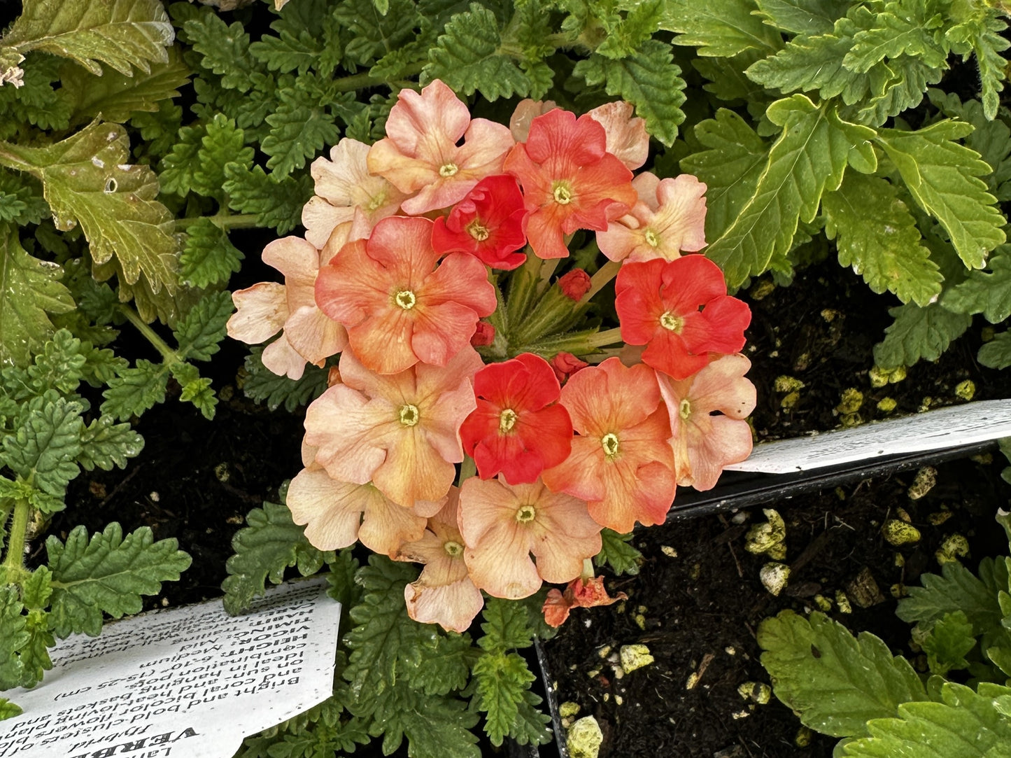 Verbena