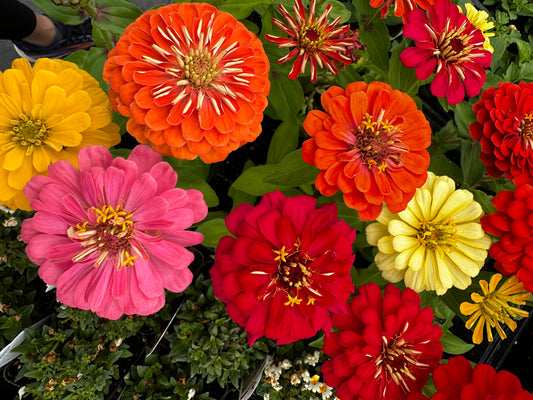 Zinnias