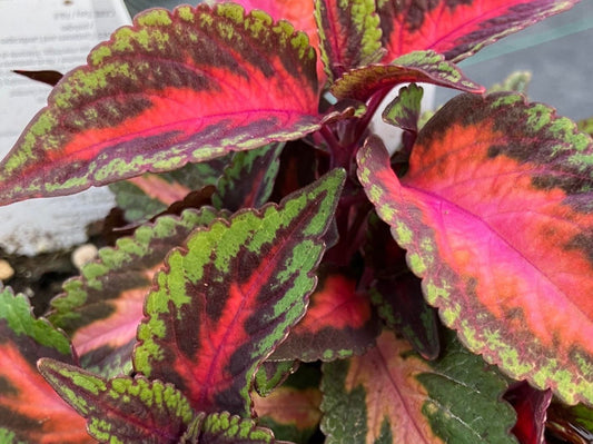 Coleus