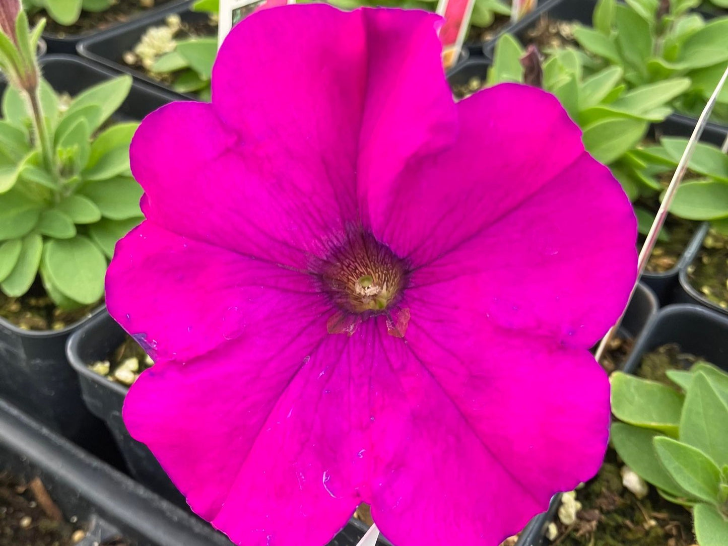 Petunia