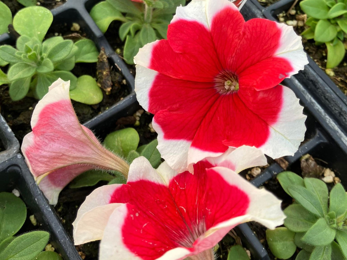 Petunia