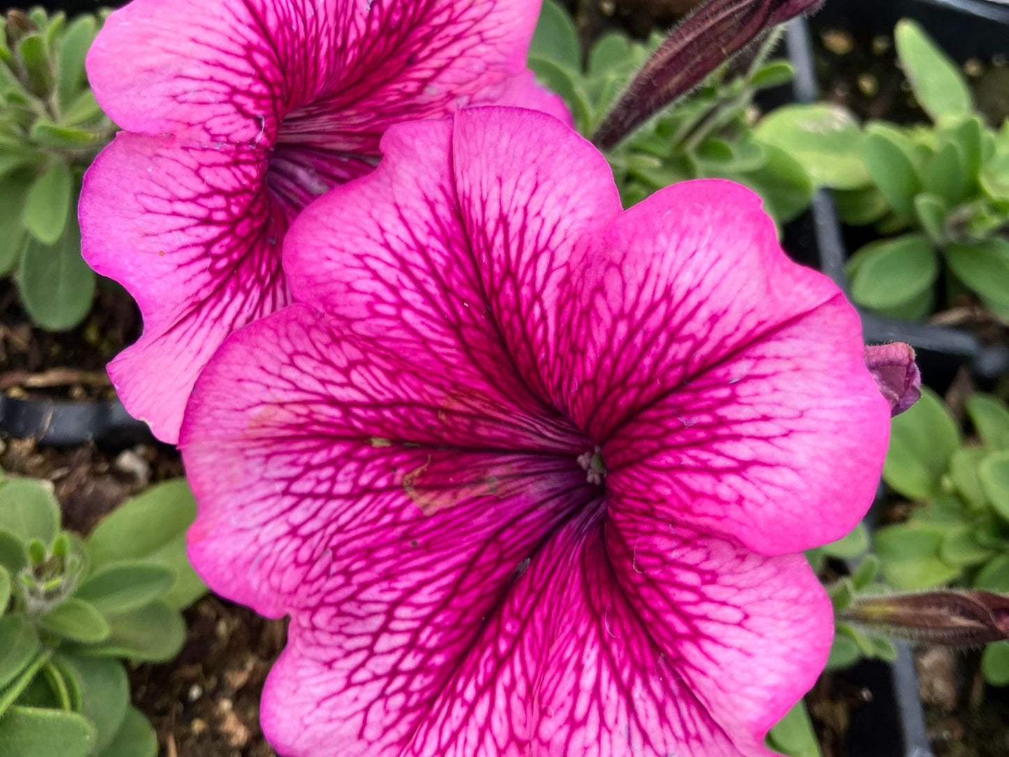 Petunia