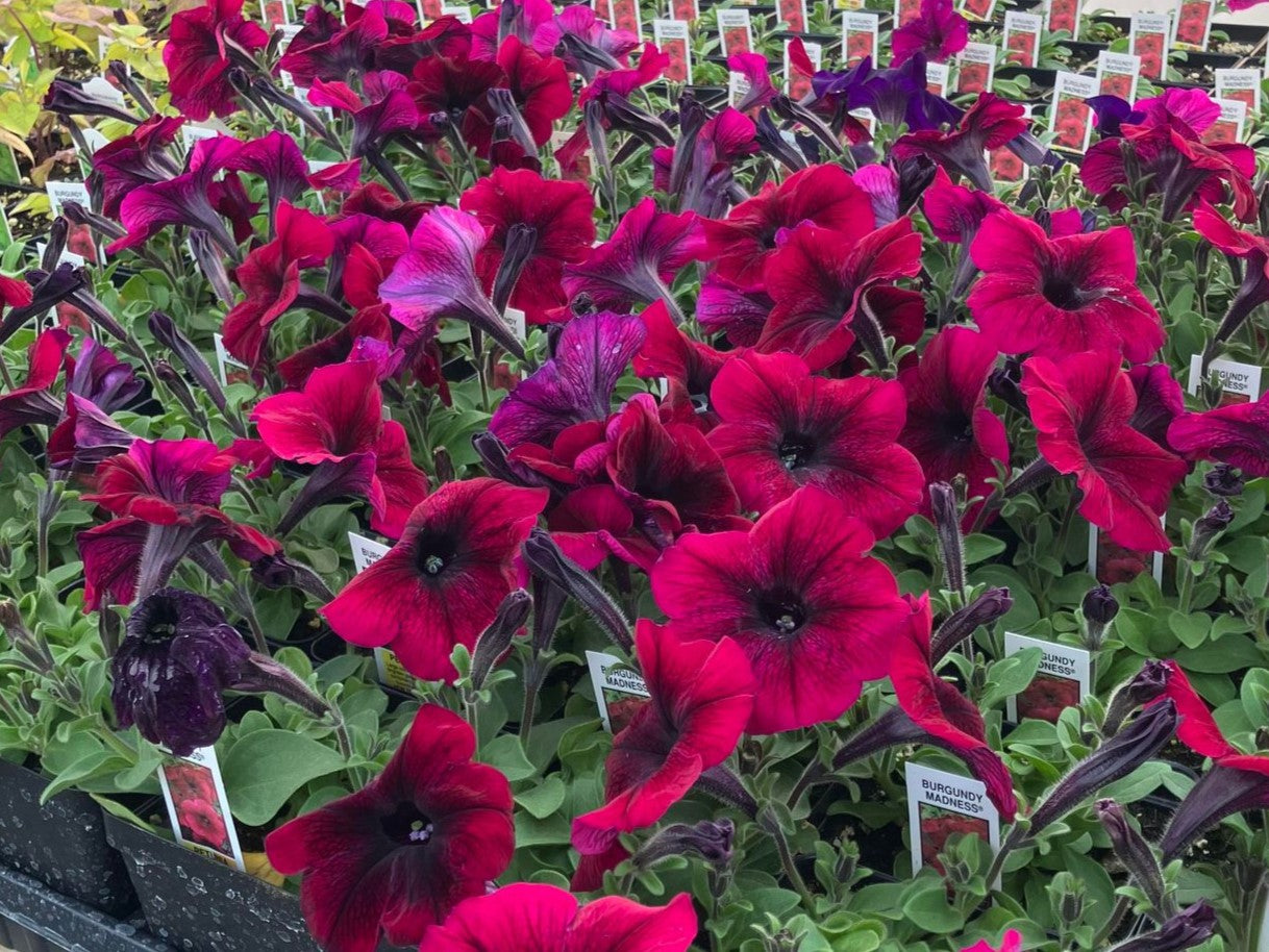 Petunia