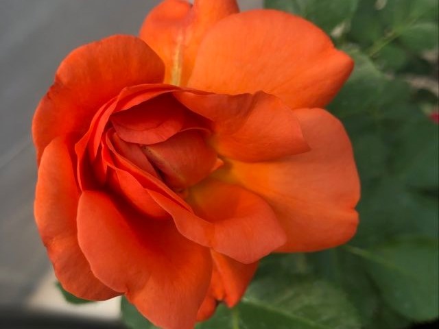 Above All Roses