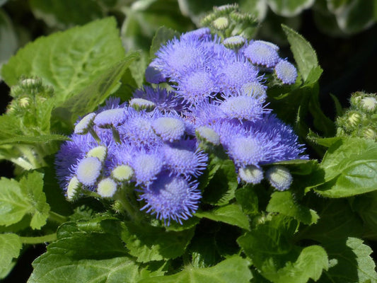 Ageratum