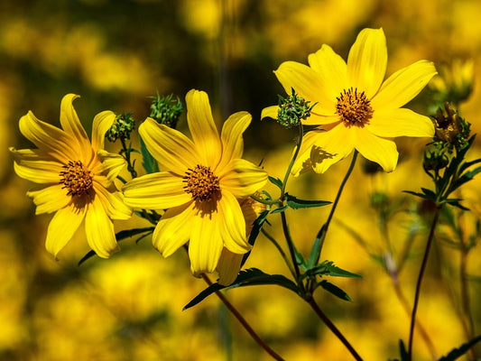 Coreopsis