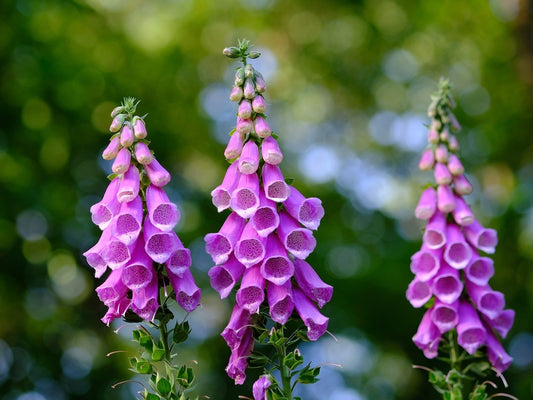 Digitalis