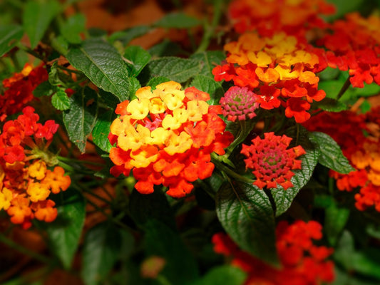 Lantana