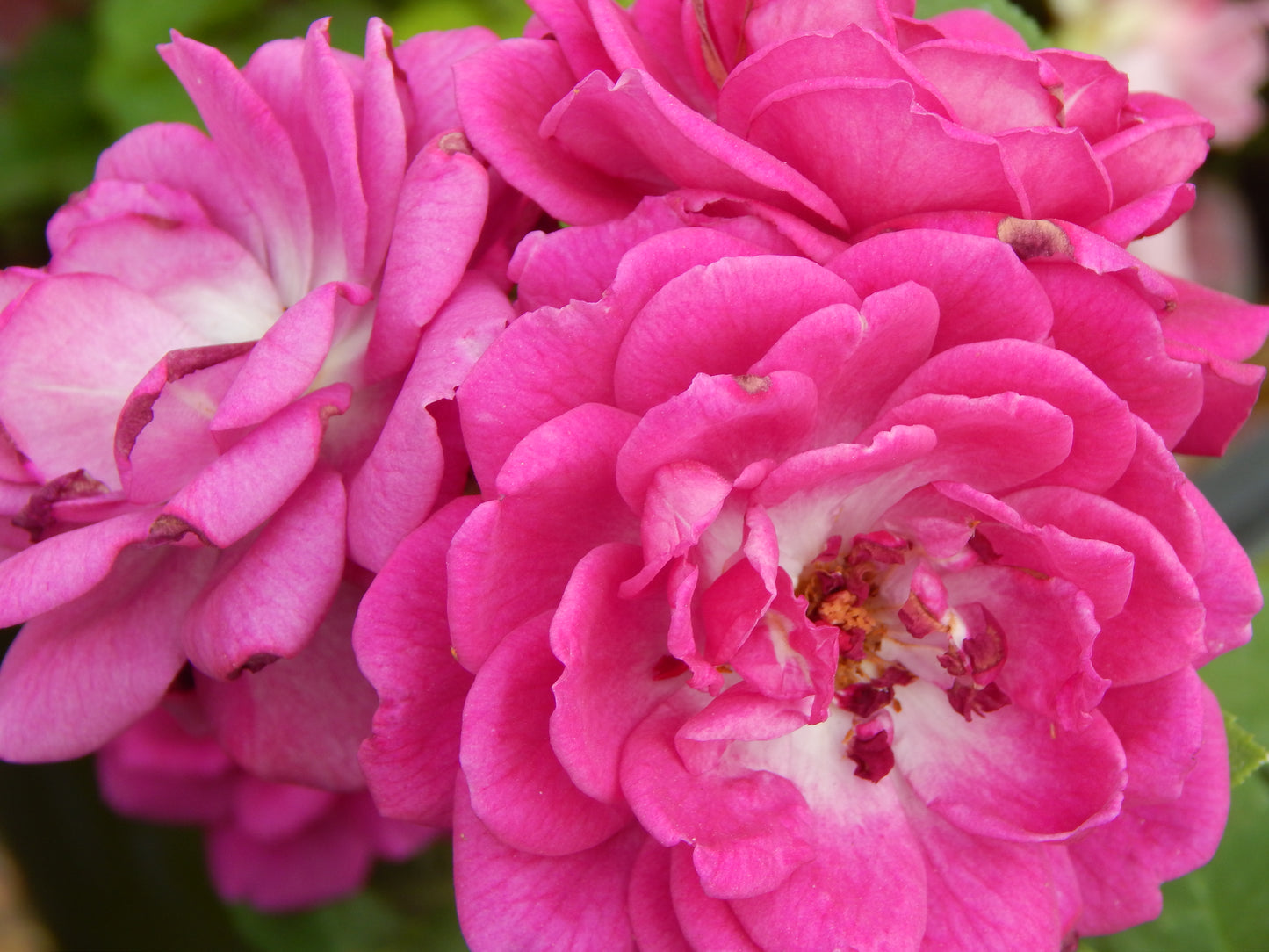 Life's Little Pleasures