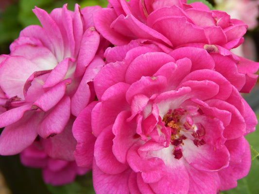 Life's Little Pleasures