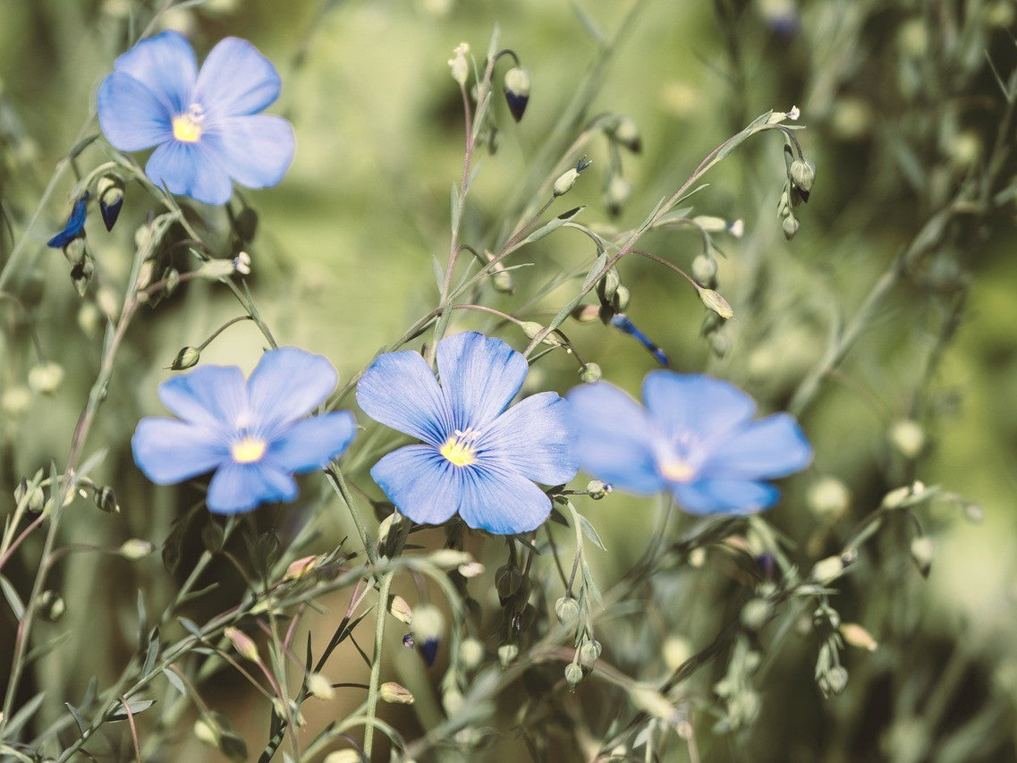 Linum