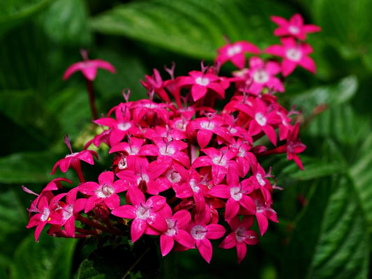 Pentas