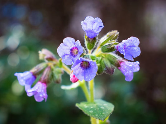 Pulmonaria