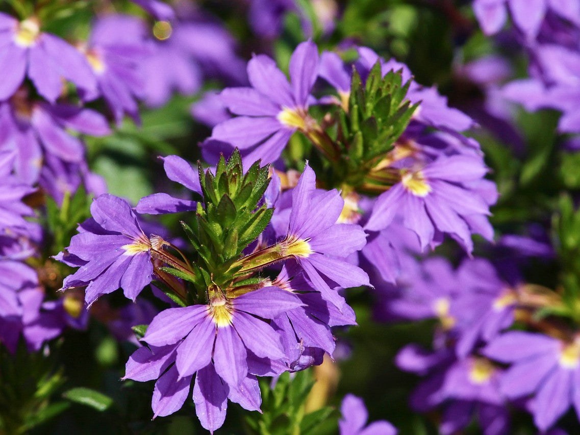 Scaevola