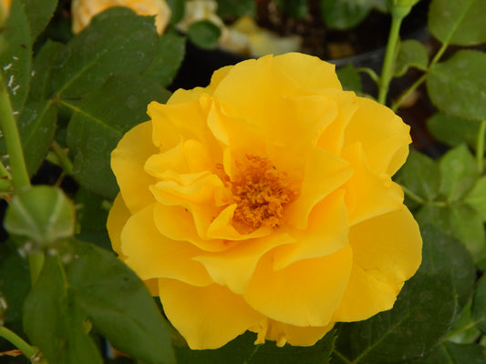 Sparkle & Shine Rose