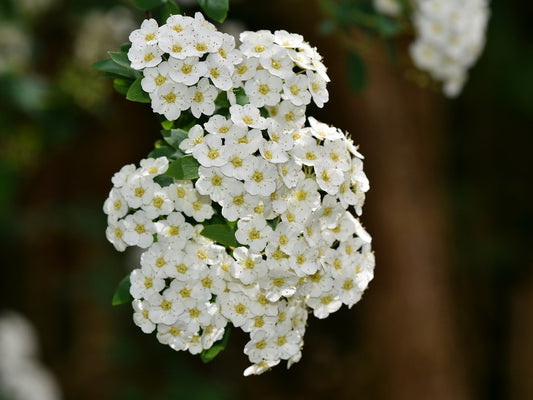 Spiraea