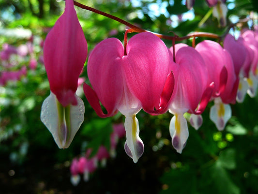 Bleeding Heart
