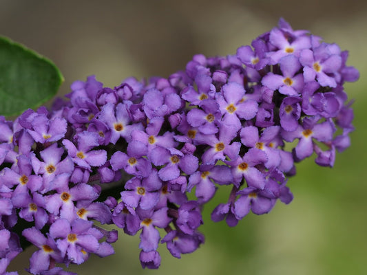 Butterfly Bush