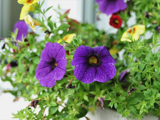 Calibrachoa