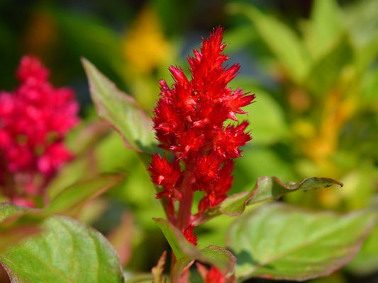 Celosia