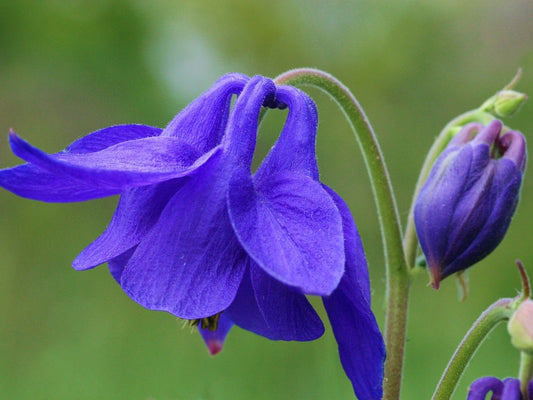 Columbine