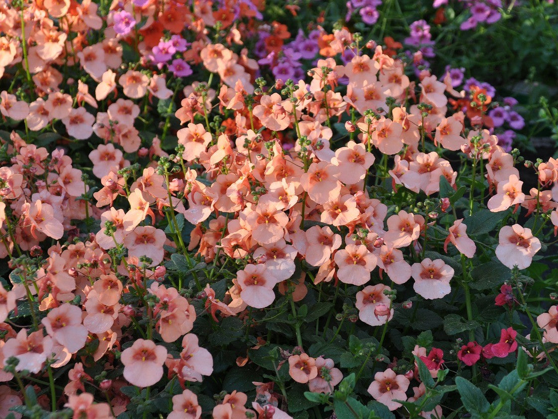 Diascia