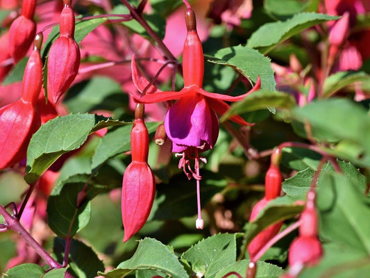 Fuchsia