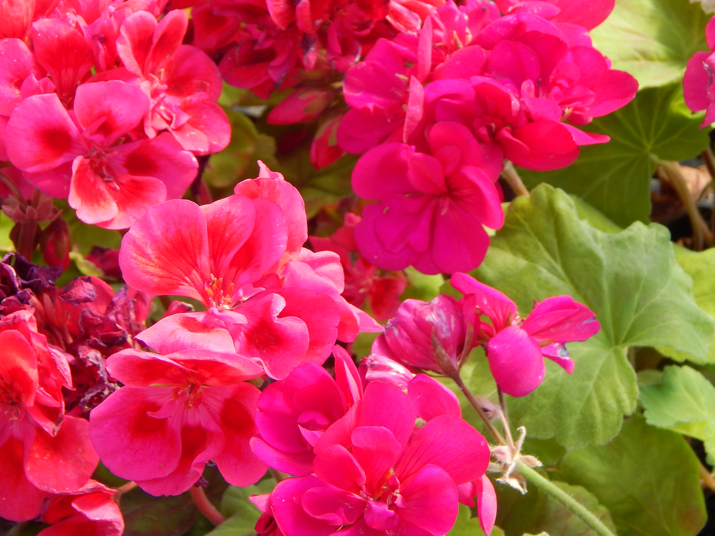 Geranium