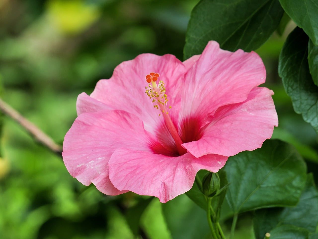 Hibiscus