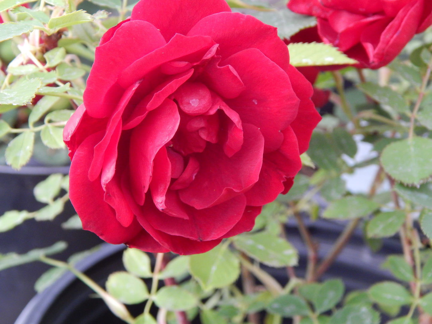 Hope for Humanity Rose