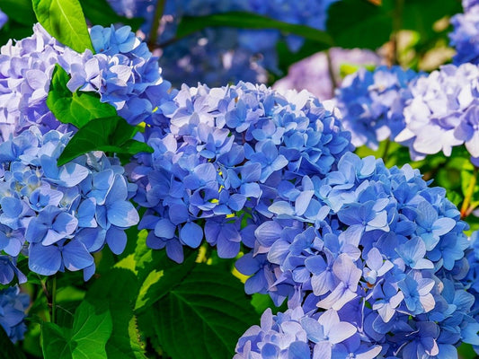 Hydrangea