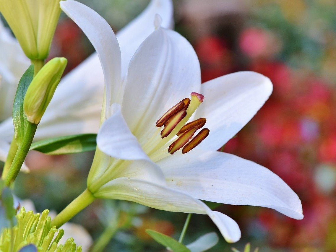 Lilies