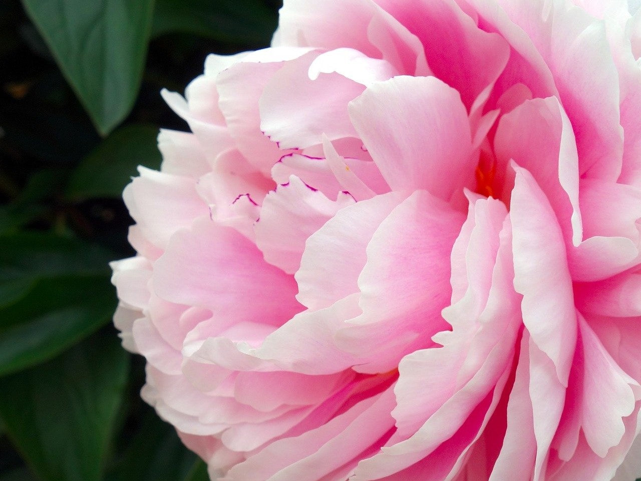 Peony