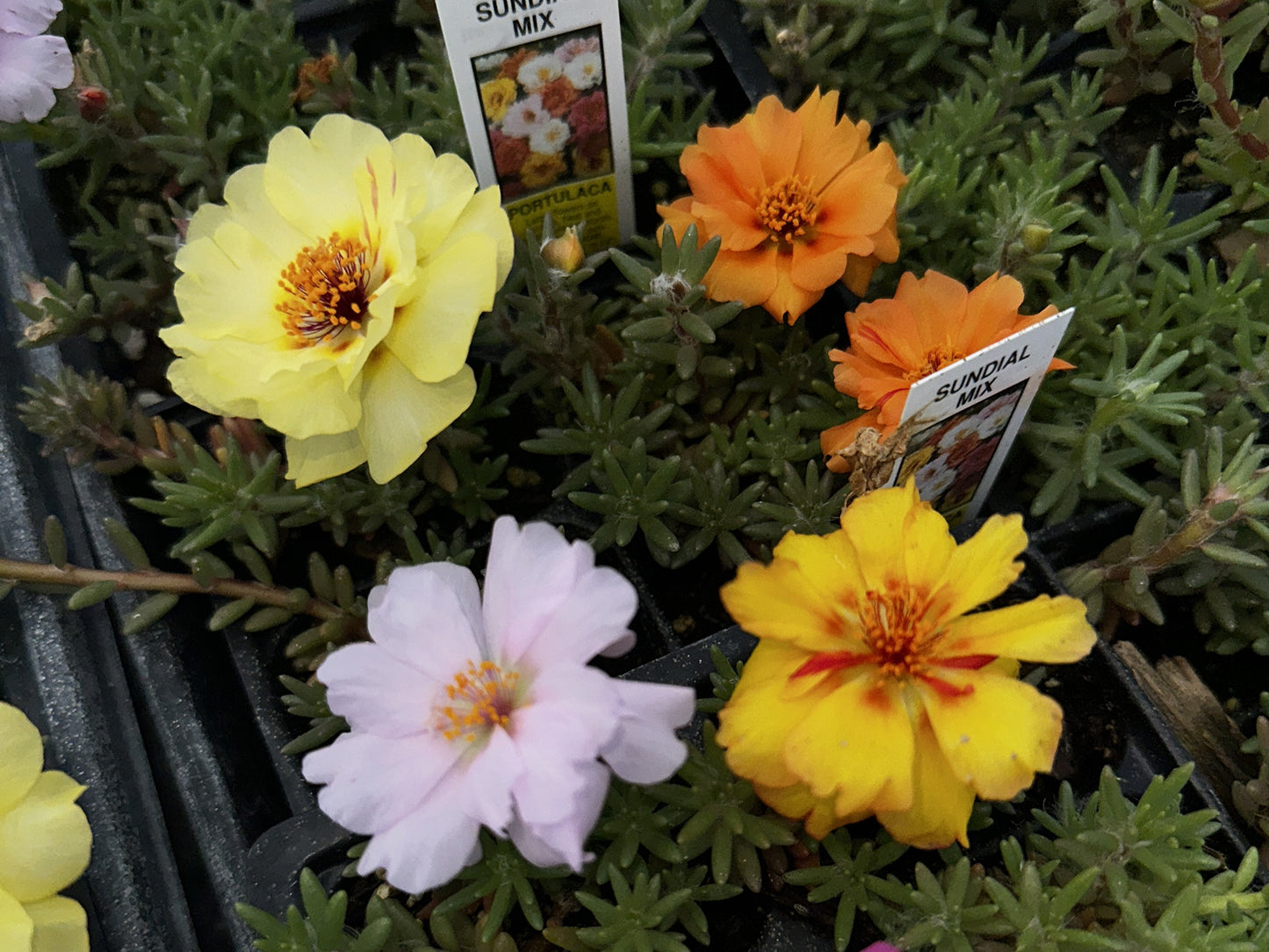 Portulaca / Moss Roses